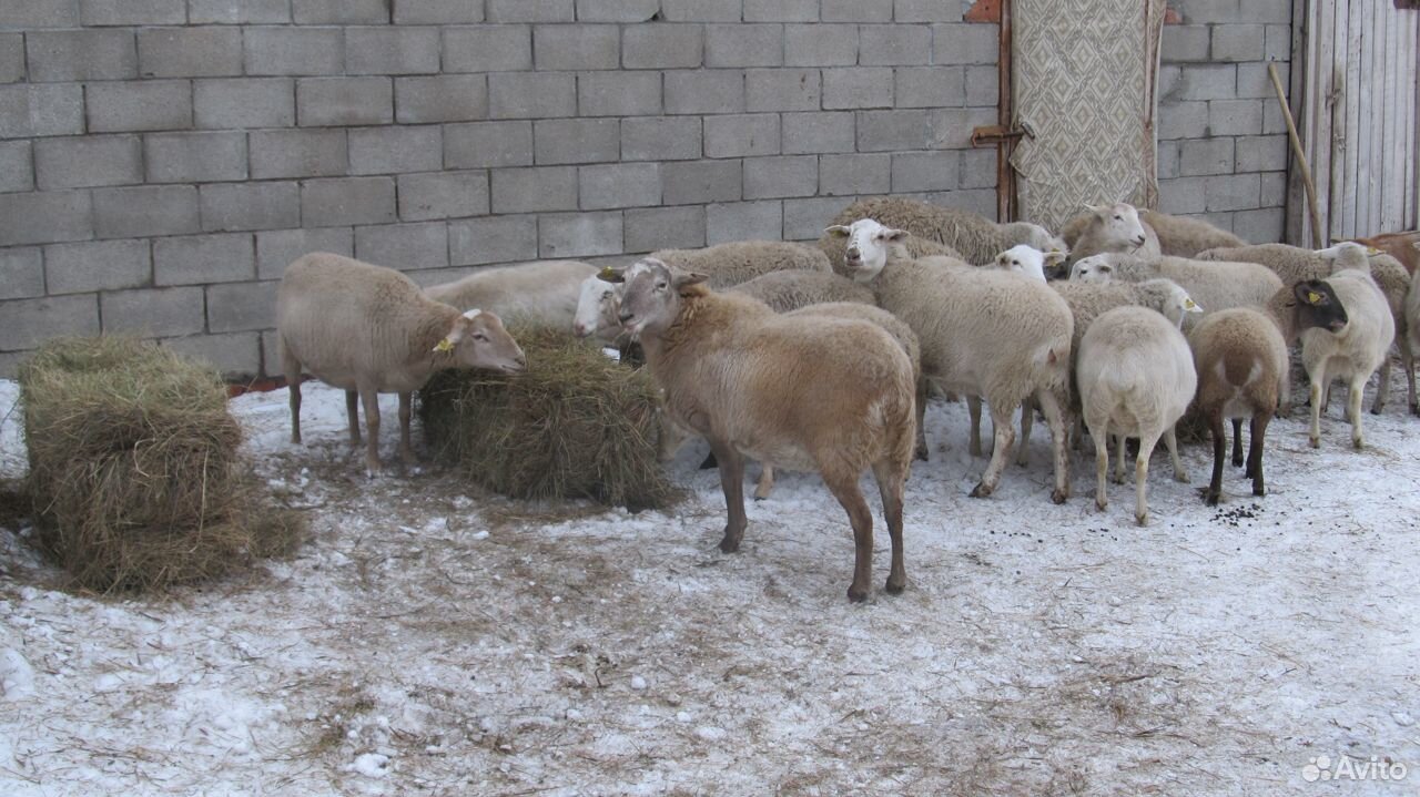 Где В Чите Можно Купить Катумскую Овцу