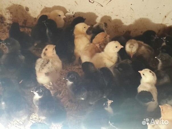 Цыплята суточные и яйца породистых кур купить на Зозу.ру - фотография № 5