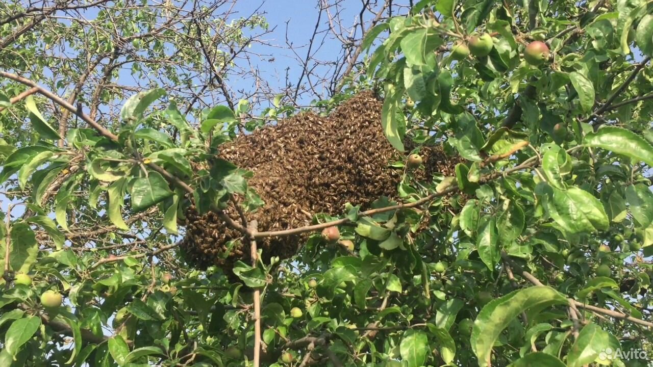 Сниму и вывезу рой пчёл купить на Зозу.ру - фотография № 1