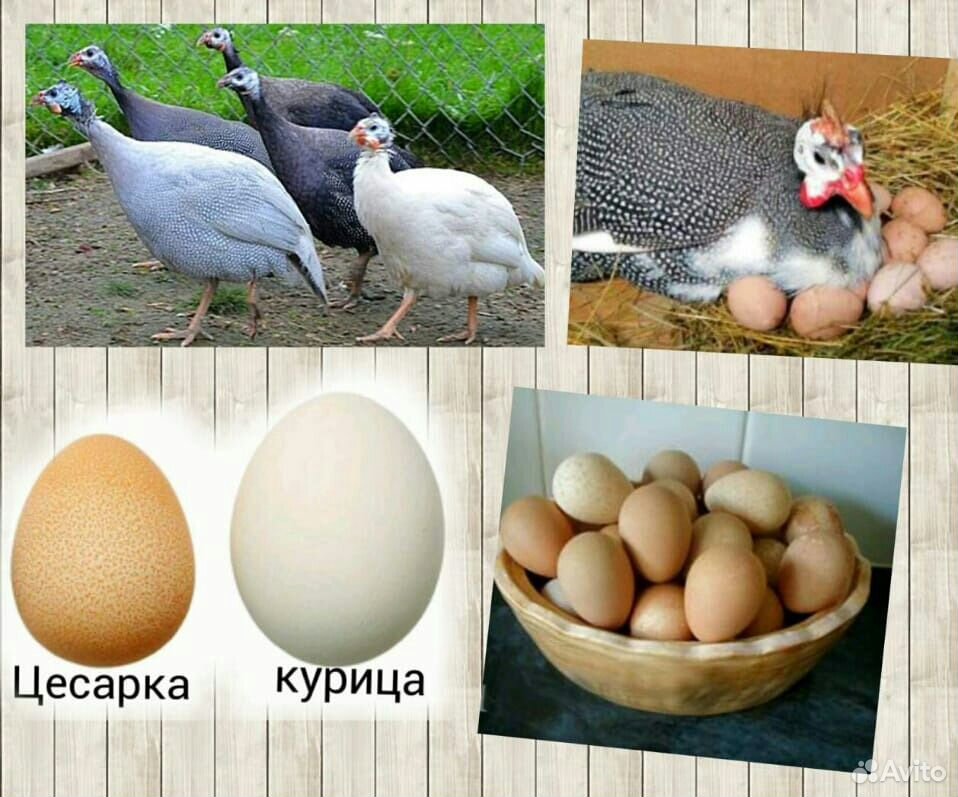 Яйца Цесарок купить на Зозу.ру - фотография № 1