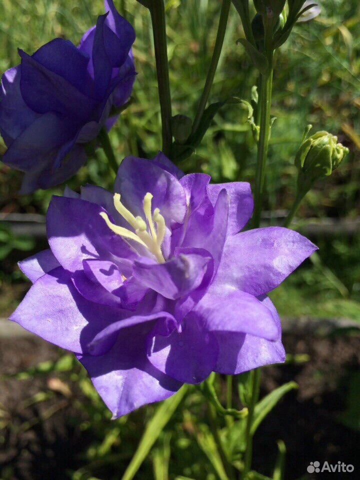 Blue belle отзывы. Колокольчик персиколистный ла Белль. Колокольчик ла Белль Блю. Колокольчик персиколистный ла Белль Блю. Колокольчик персиколистный махровый.