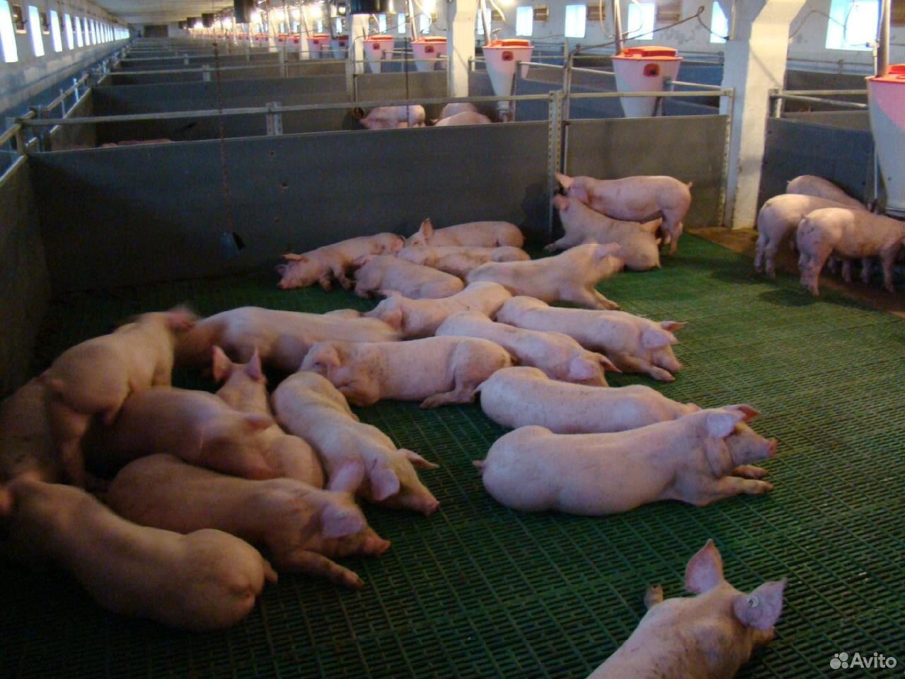 Продам свиней откормочных (живым весом) купить на Зозу.ру - фотография № 1