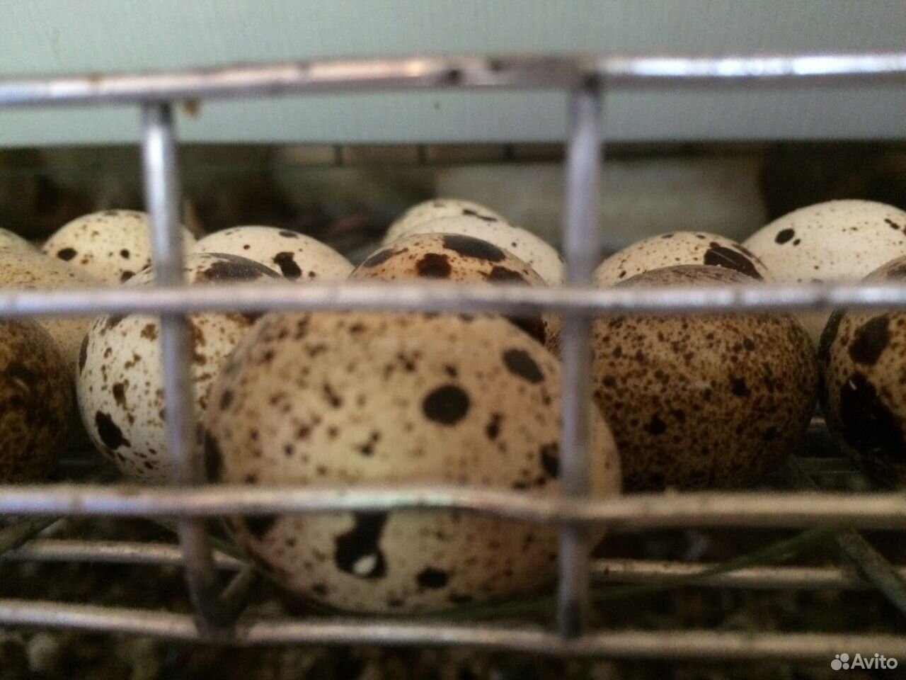 Перепелиные яйца купить на Зозу.ру - фотография № 2
