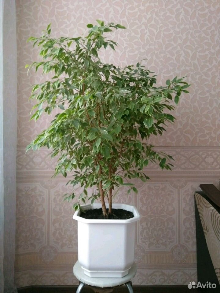Растения купить на Зозу.ру - фотография № 4