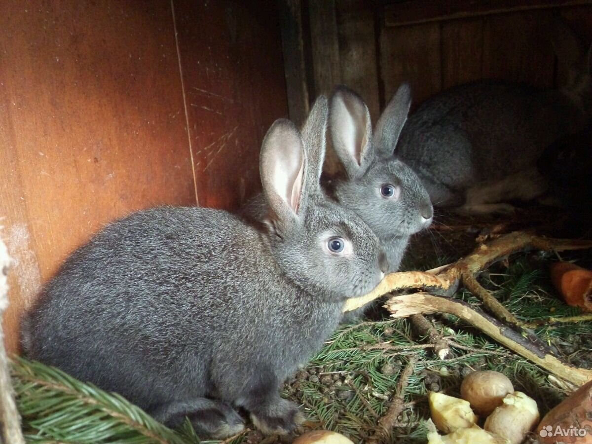 Животные сальске. Кролики на авито Краснодарский край. Саратов купить кролика породы Советская. Купить кроликов на авито в Хакасии. Купить в Северском районе кролей на авито.