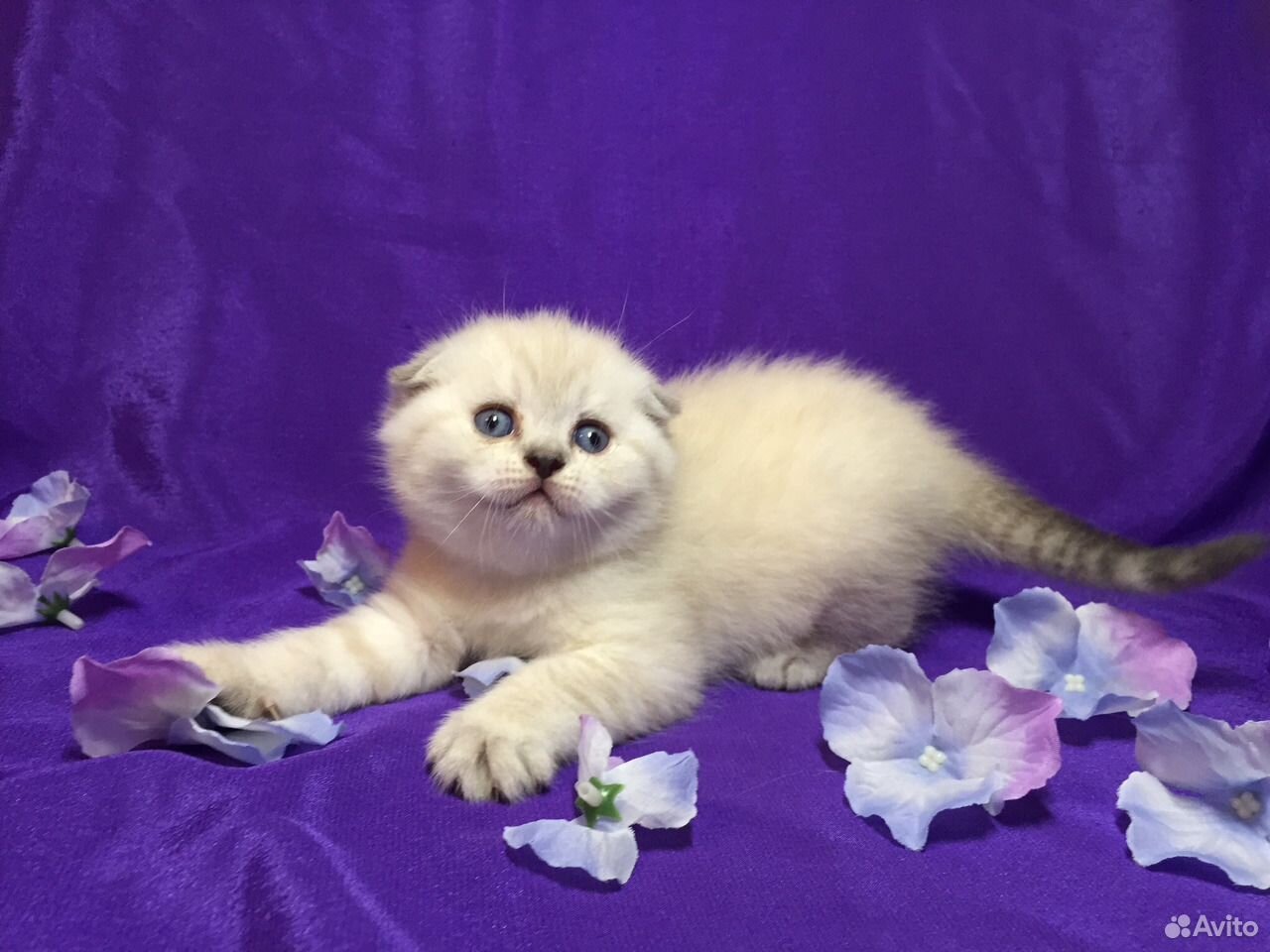 Котёнок вислоухий голубоглазый розовые цветы