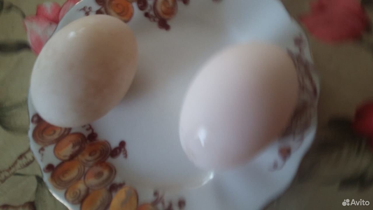 Продам инкубационное яйцо башкирской утки купить на Зозу.ру - фотография № 1