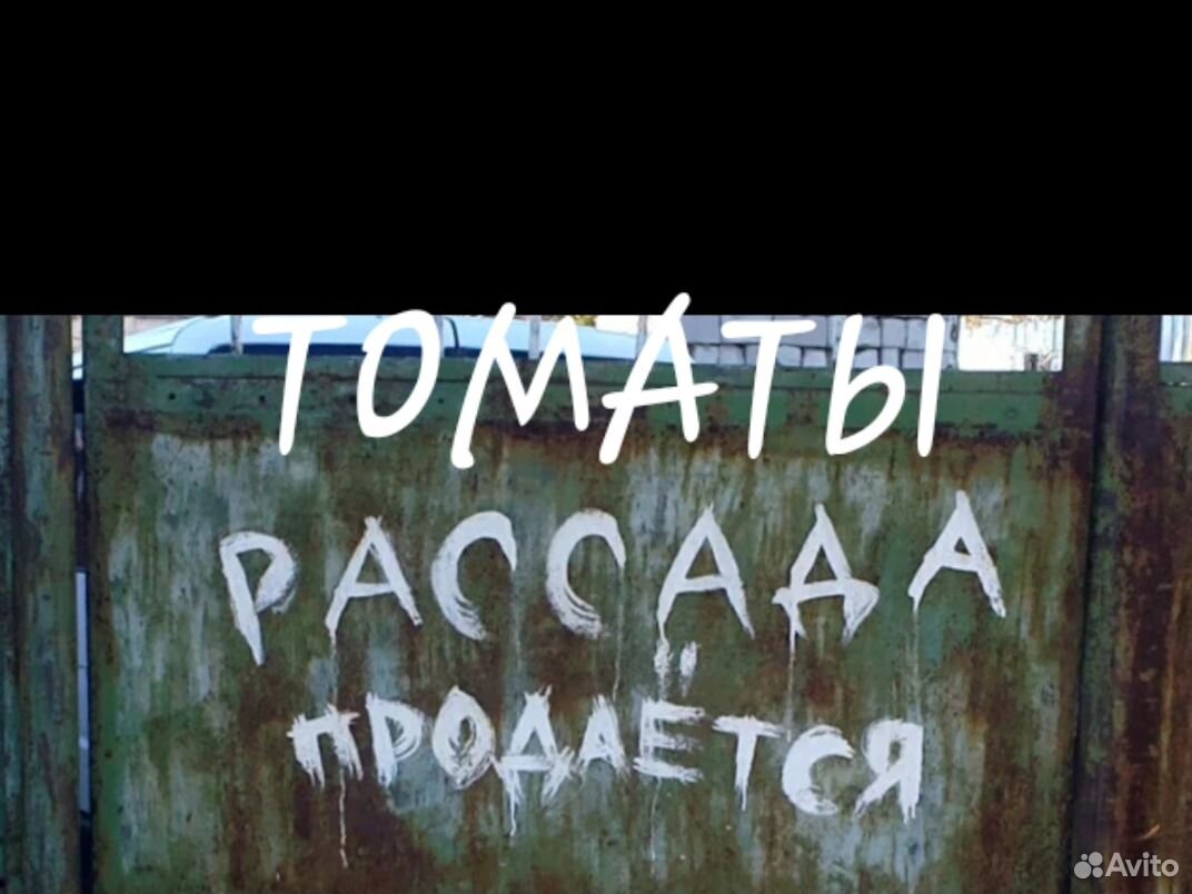 Рассада томатов в стаканчиках купить на Зозу.ру - фотография № 2