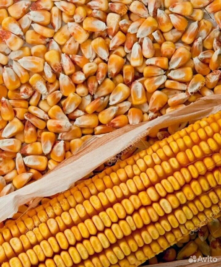 Кукуруза урожай 2019 купить на Зозу.ру - фотография № 1