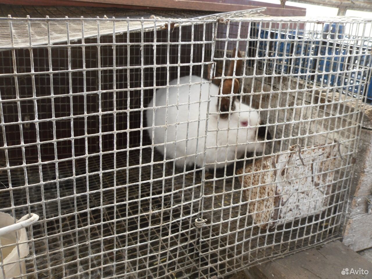 Кролики мясных пород купить на Зозу.ру - фотография № 3