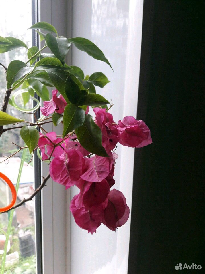 Бугенвиллея цветок купить на Зозу.ру - фотография № 1