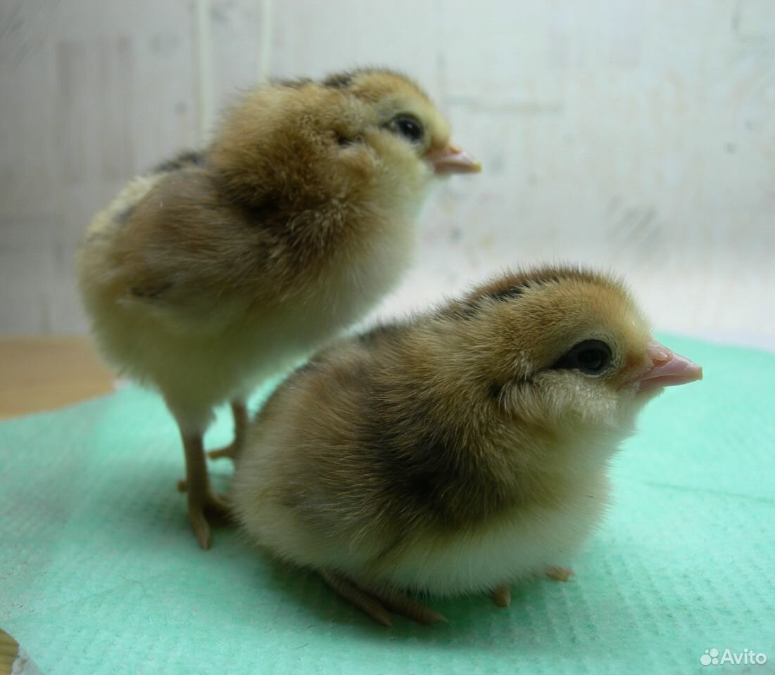 Инкубационное яйцо и цыплята Араукана купить на Зозу.ру - фотография № 2