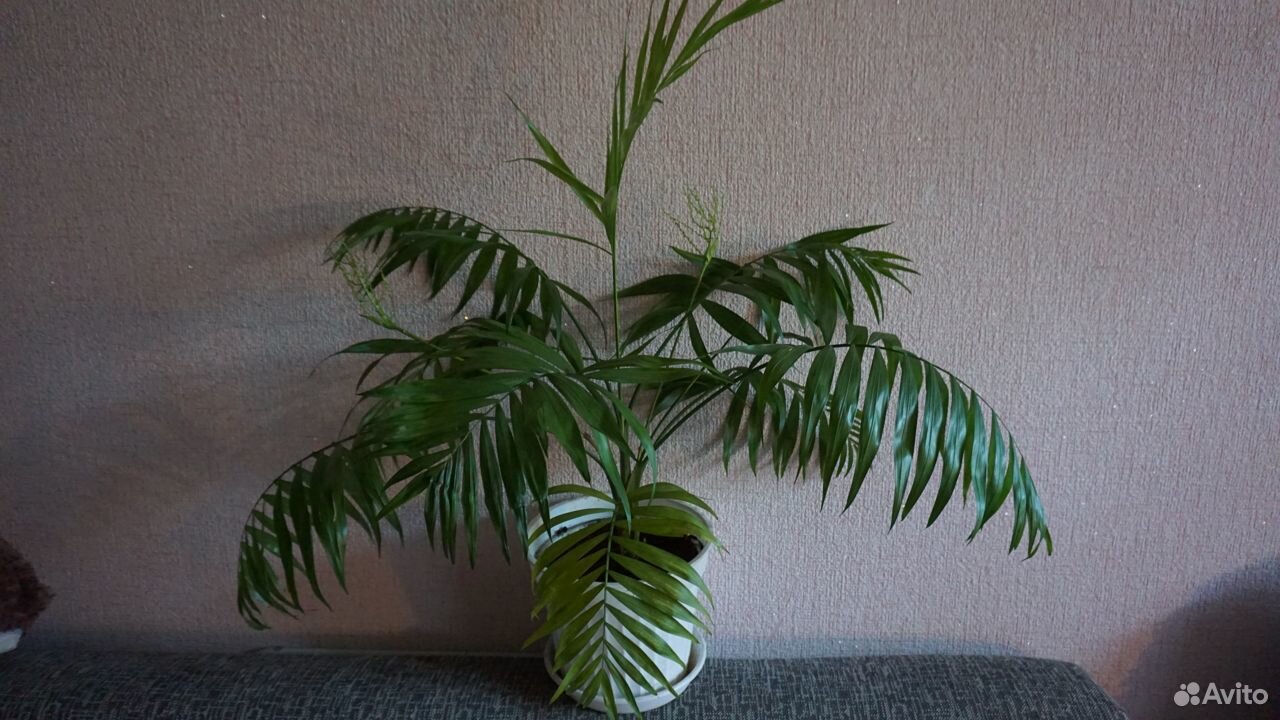 Шикарная пальма,доставка купить на Зозу.ру - фотография № 1