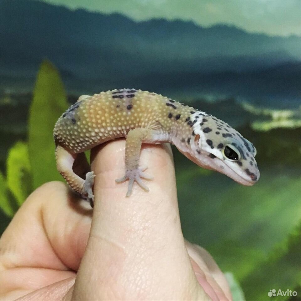 Эублефар (леопардовый геккон) купить на Зозу.ру - фотография № 3