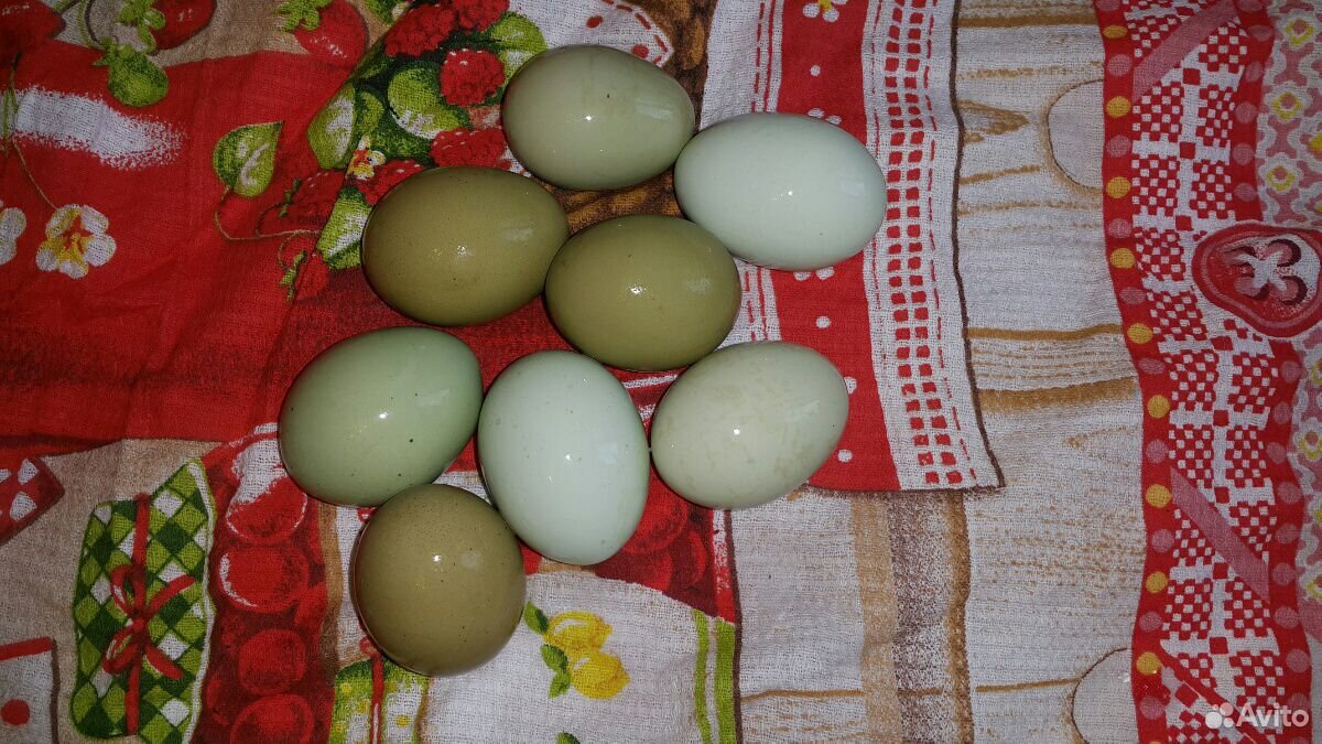Яйцо домашнее куриное купить на Зозу.ру - фотография № 4