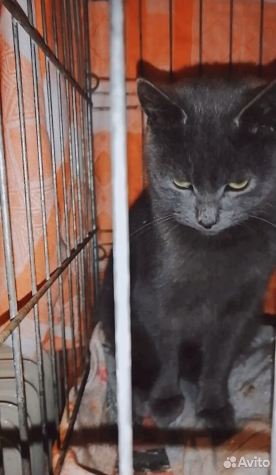 Кошки и коты ищут дом купить на Зозу.ру - фотография № 2