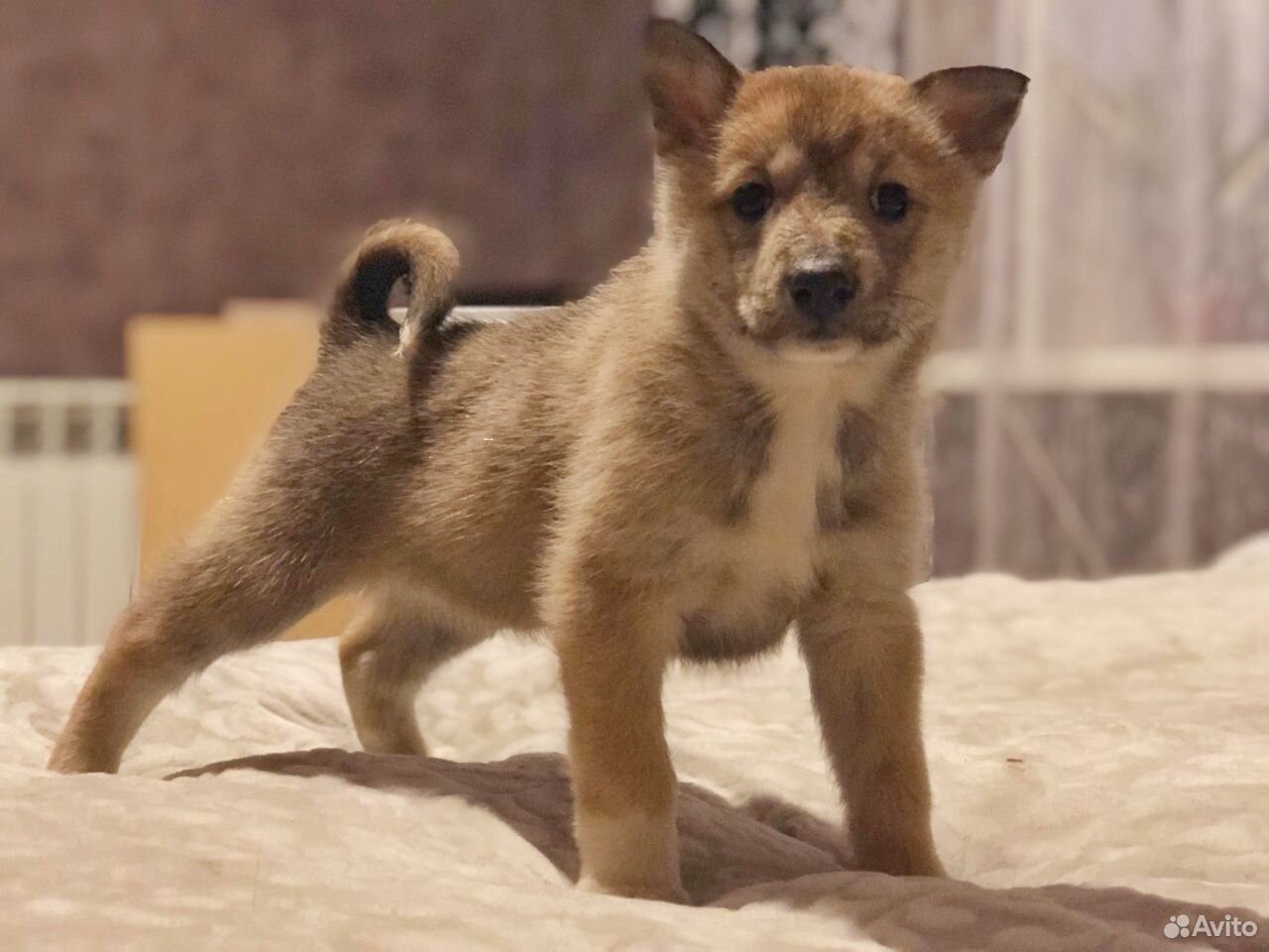 Касли 1976 года на приеме у педиатра. Кусинское литье из чугуна клеймо. 1979 г. «сеттер». Авито куса животных.