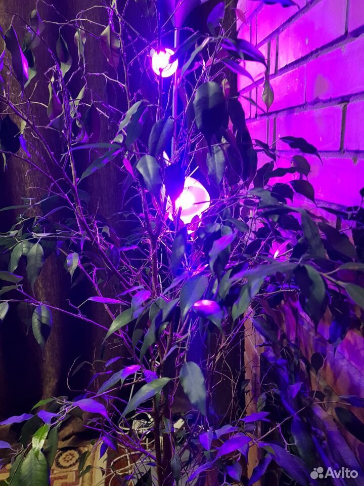 Лампа для выращивания растений 220в,е14,50000 час купить на Зозу.ру - фотография № 4