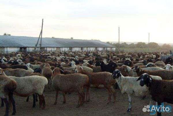 Приму В стадо овец баранов купить на Зозу.ру - фотография № 1