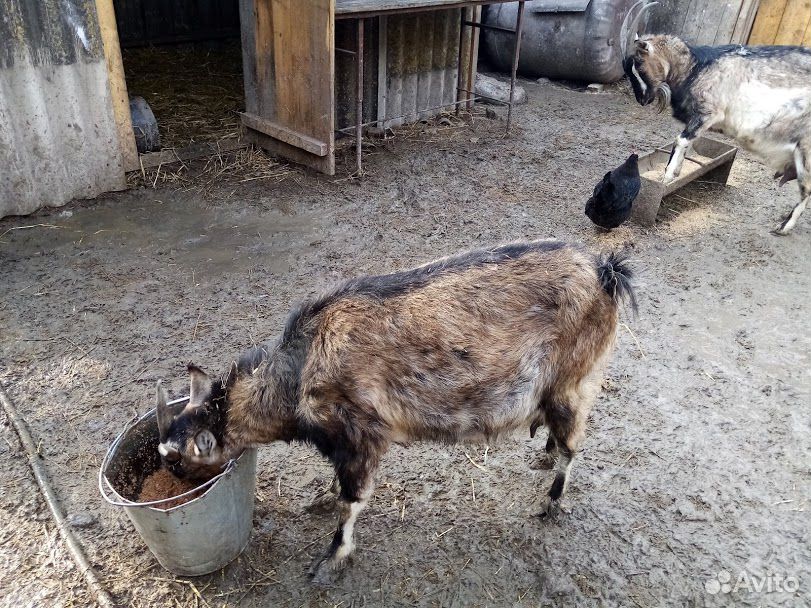 Молочные козы и козлята купить на Зозу.ру - фотография № 6