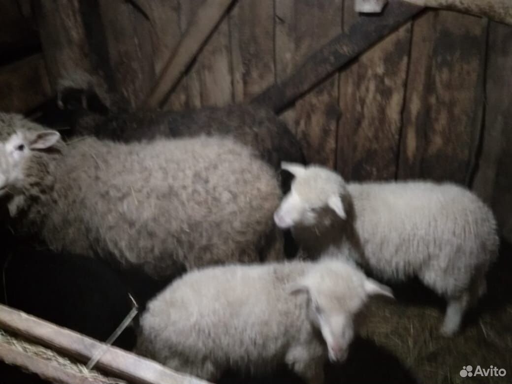 Овцы и ягнята купить на Зозу.ру - фотография № 4