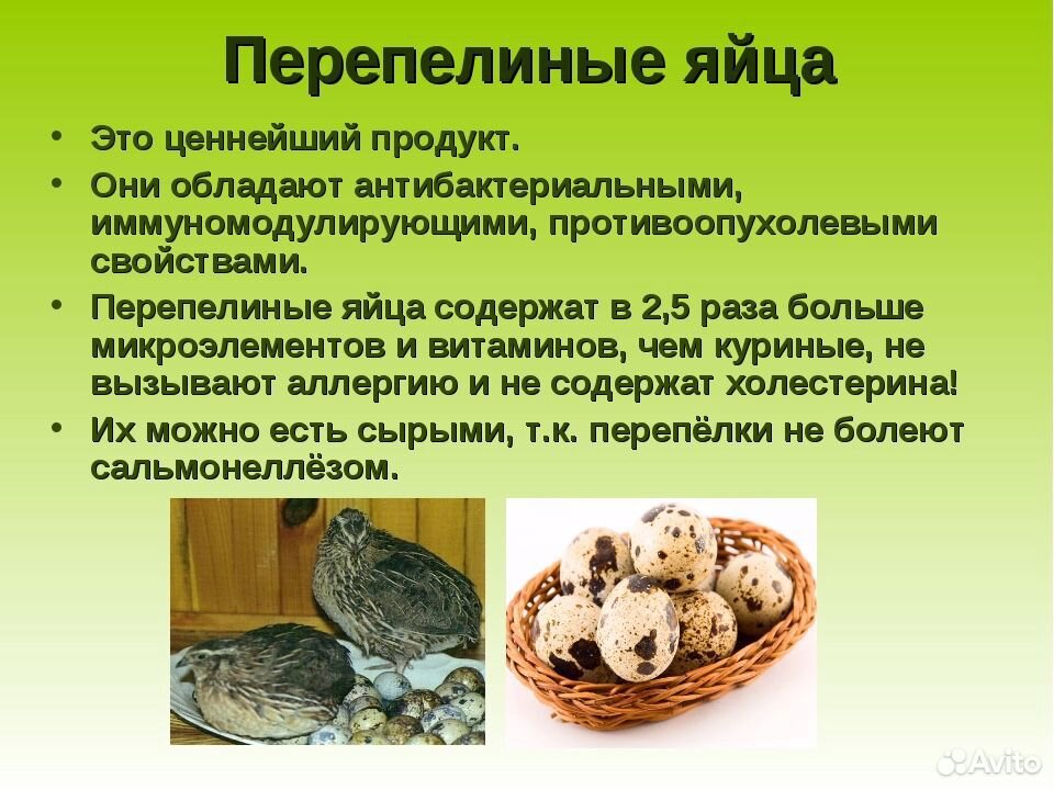 Яйца перепелиные купить на Зозу.ру - фотография № 4