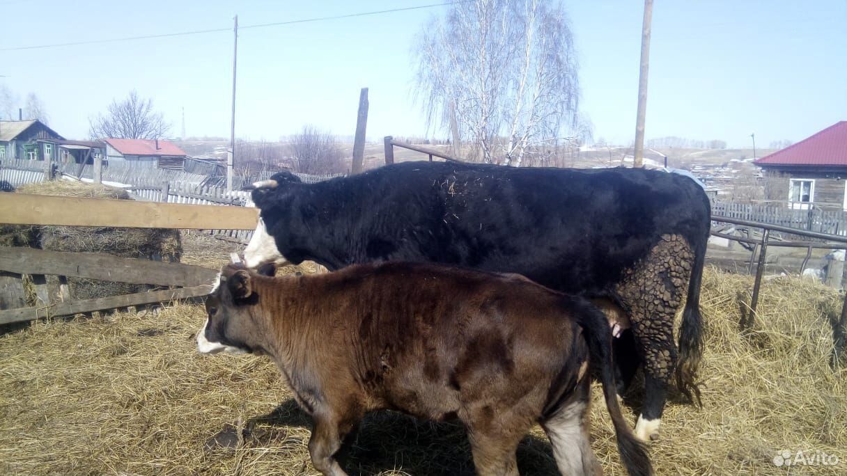 Продам телку и корову купить на Зозу.ру - фотография № 1