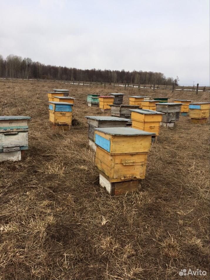 Ульи с пчелами купить на Зозу.ру - фотография № 3