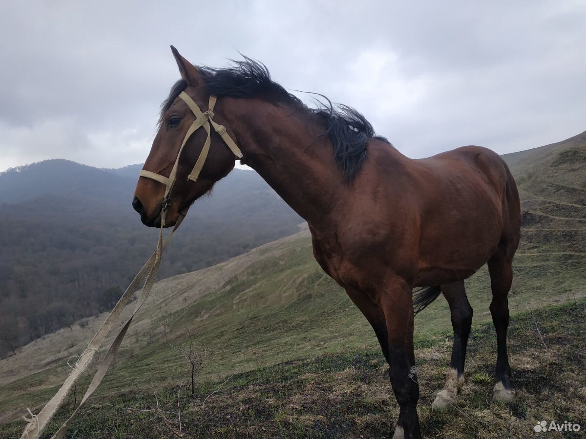 Продаю лошадь (1айхар) купить на Зозу.ру - фотография № 5