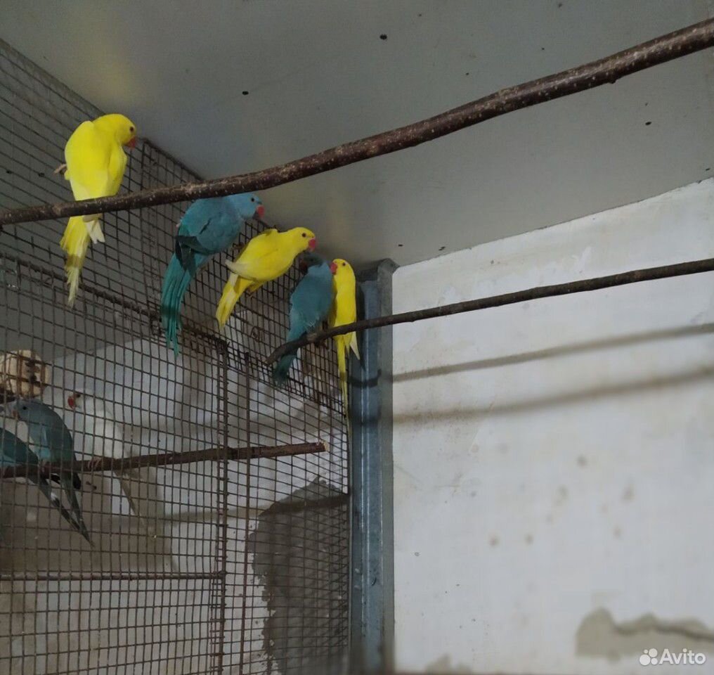 Продам ожереловых попугаев 10шт купить на Зозу.ру - фотография № 1