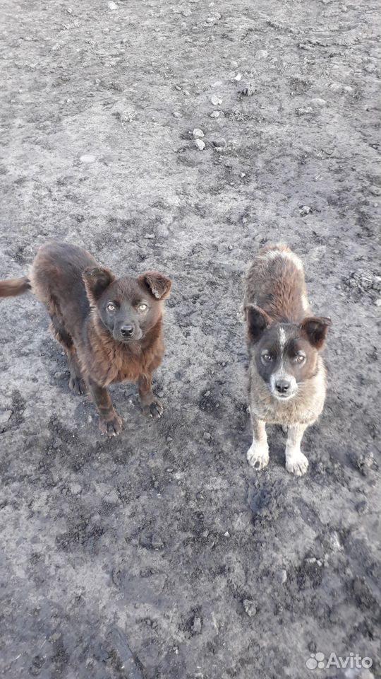 Пристраиваются два щенка собака привела на рабочее купить на Зозу.ру - фотография № 3