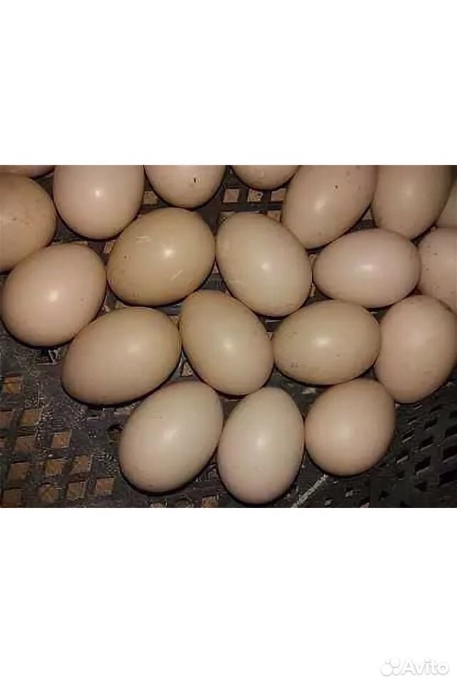Яйцо инкубационное индоутиное (породы белой и кори купить на Зозу.ру - фотография № 1
