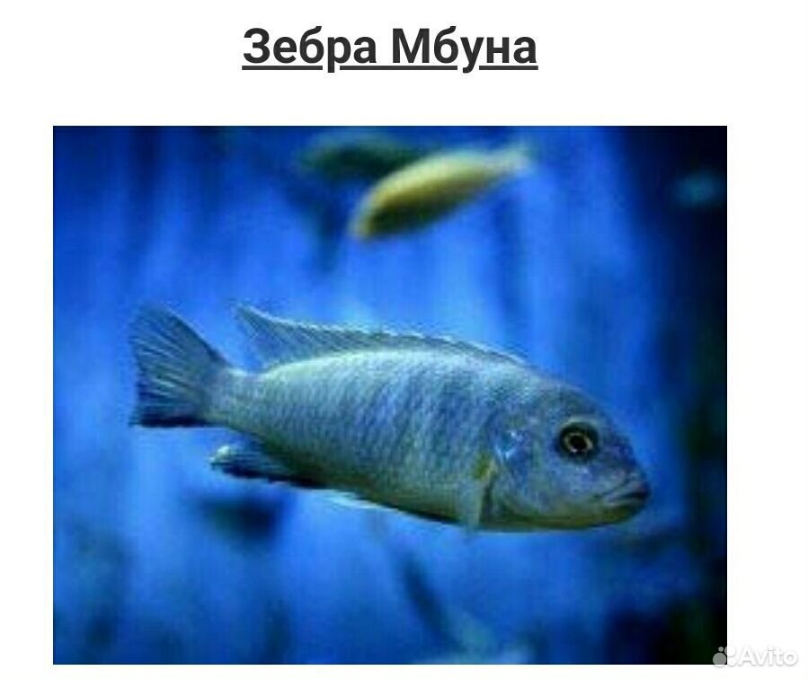 Рыбки аквариумные Цихлиды купить на Зозу.ру - фотография № 6