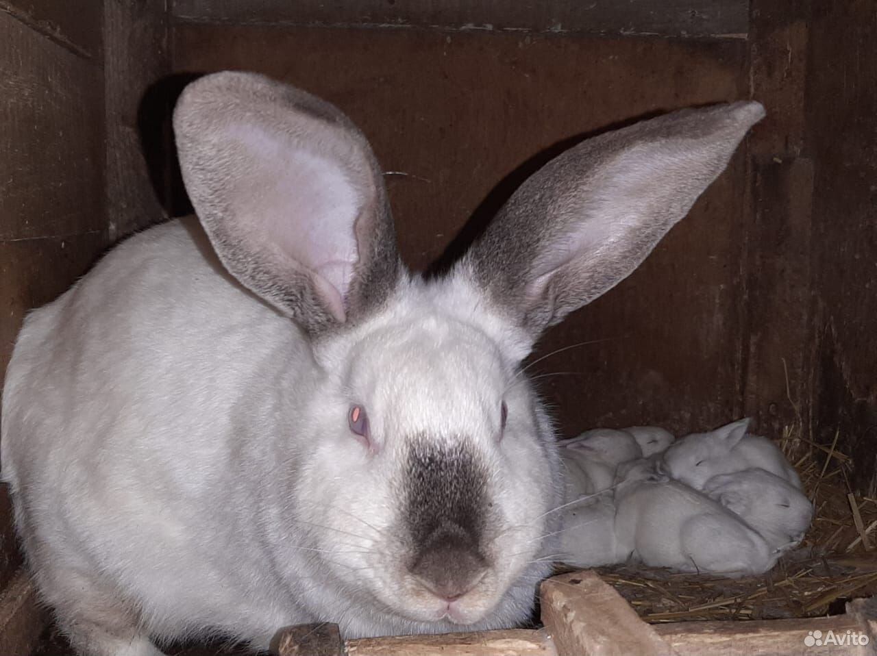 Кролики: калифорнийская и крупная белая породы купить на Зозу.ру - фотография № 3