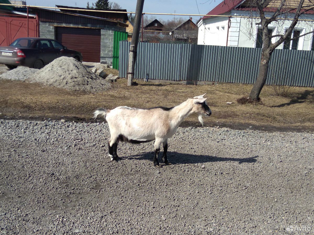 Коза купить на Зозу.ру - фотография № 3