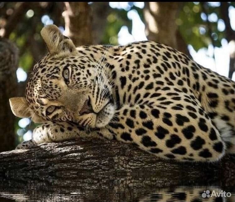 Бенгал - Это Леопард у Вас дома Шикарные животные купить на Зозу.ру - фотография № 1