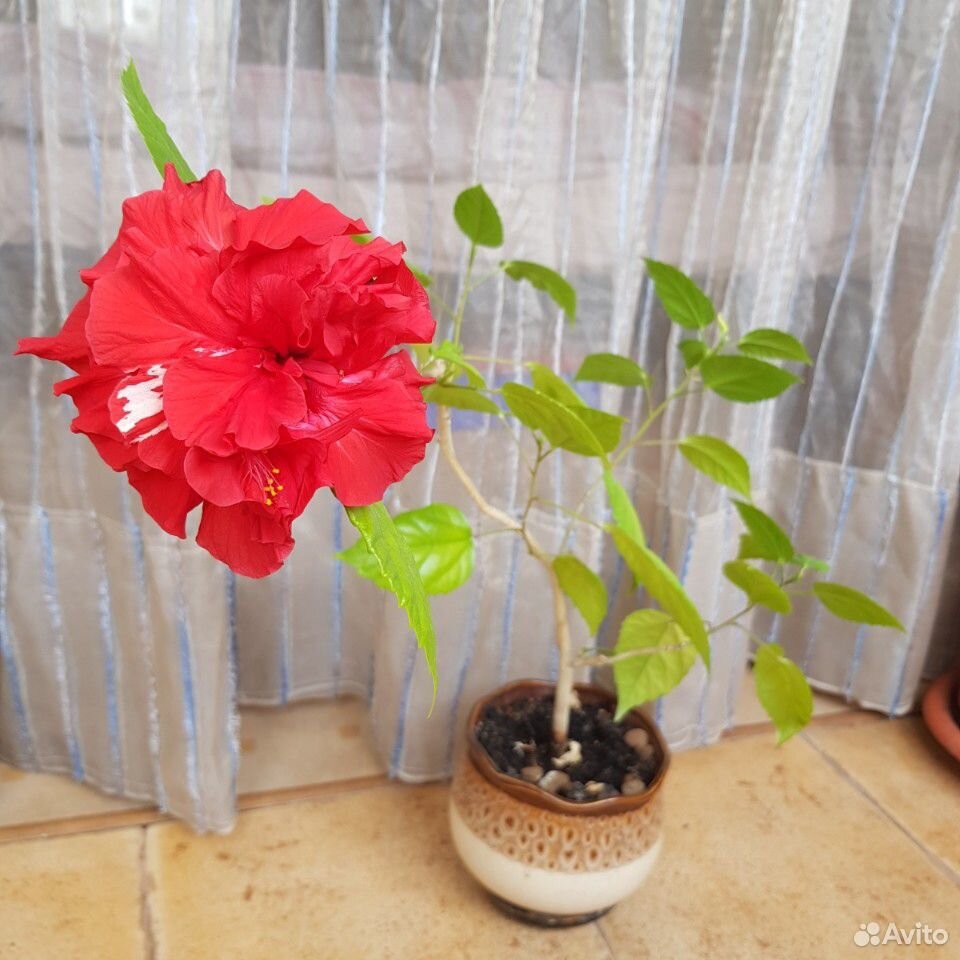 Дерево китайская роза купить на Зозу.ру - фотография № 6