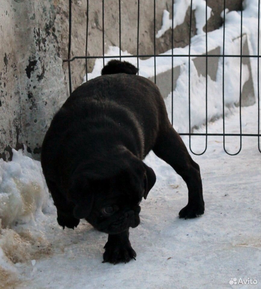 Мопс щенок черного окраса купить на Зозу.ру - фотография № 3