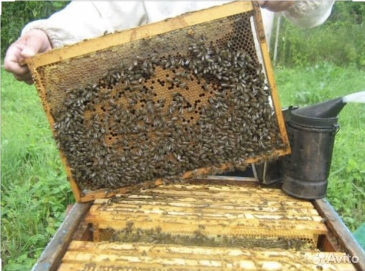 Пчелосемьи, пчелы купить на Зозу.ру - фотография № 2