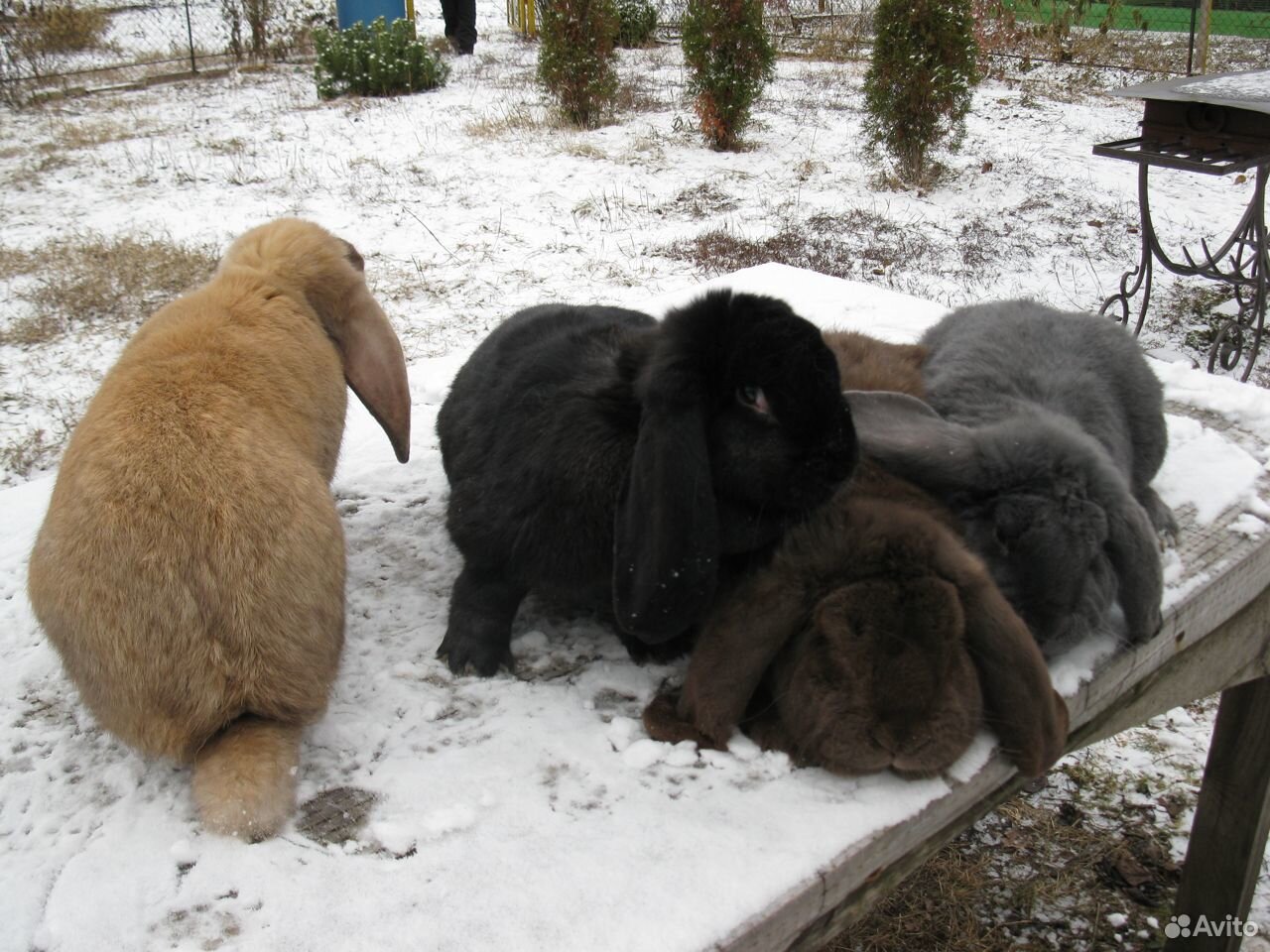 Кролики-французские бараны купить на Зозу.ру - фотография № 2