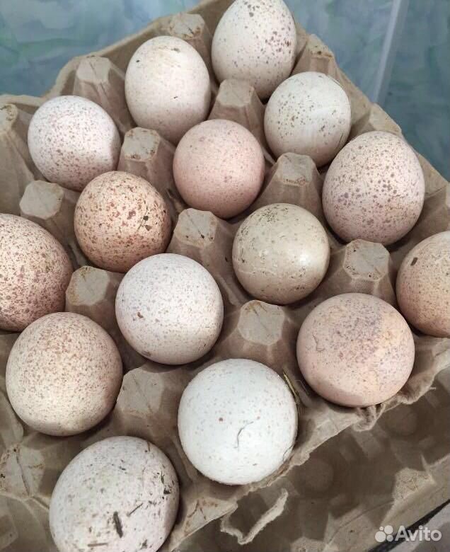 Продам индюшиные яйца на инкубацию купить на Зозу.ру - фотография № 1