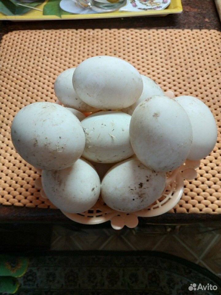 Яйца башкирок для инкубации купить на Зозу.ру - фотография № 1