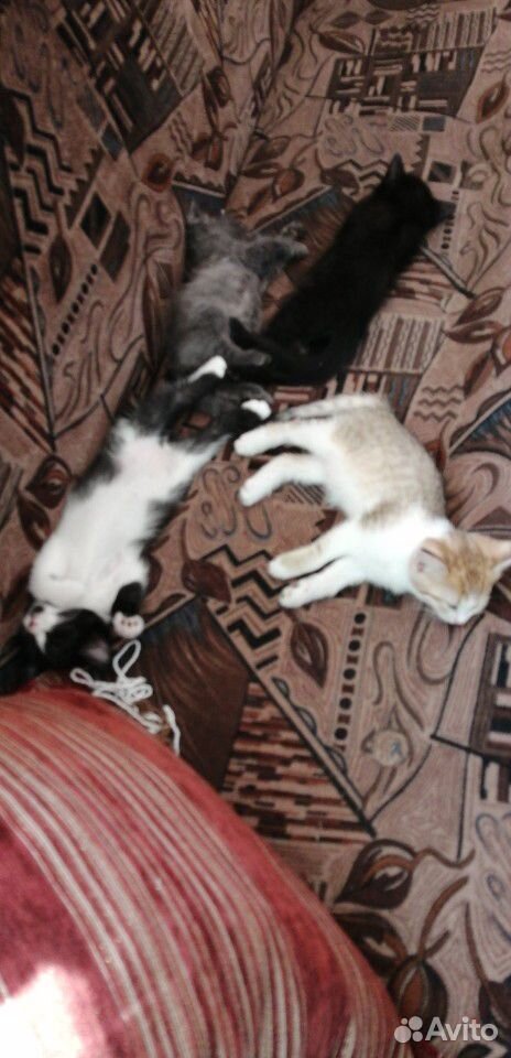 Шустрые, весёлые котята хотят в добрые руки, беспл купить на Зозу.ру - фотография № 1