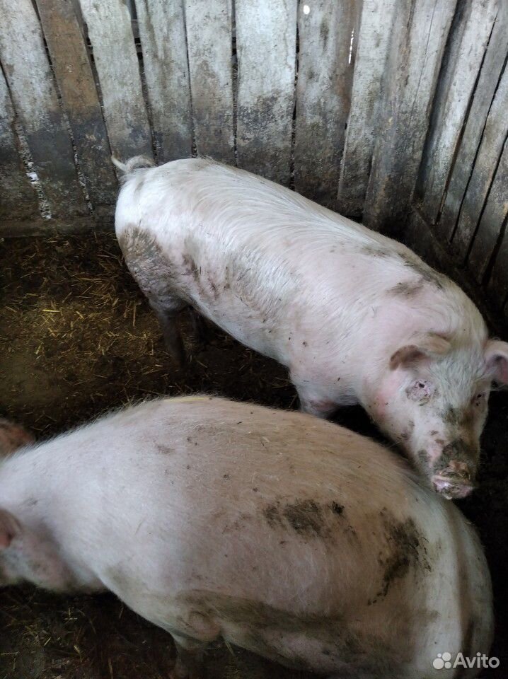 Свиньи на завод купить на Зозу.ру - фотография № 2