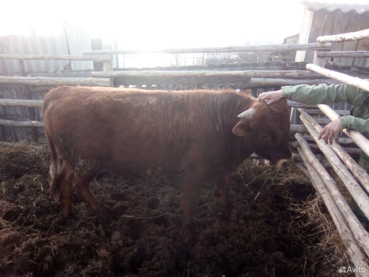 Продается бык мясной породы 1 год 1 месяц купить на Зозу.ру - фотография № 1