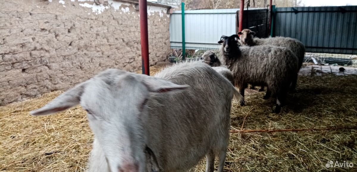 Продам 2 овцы и коза купить на Зозу.ру - фотография № 5