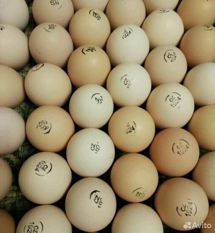 Яйцо инкубационное Бройлер Кооб 500 Чехия купить на Зозу.ру - фотография № 1