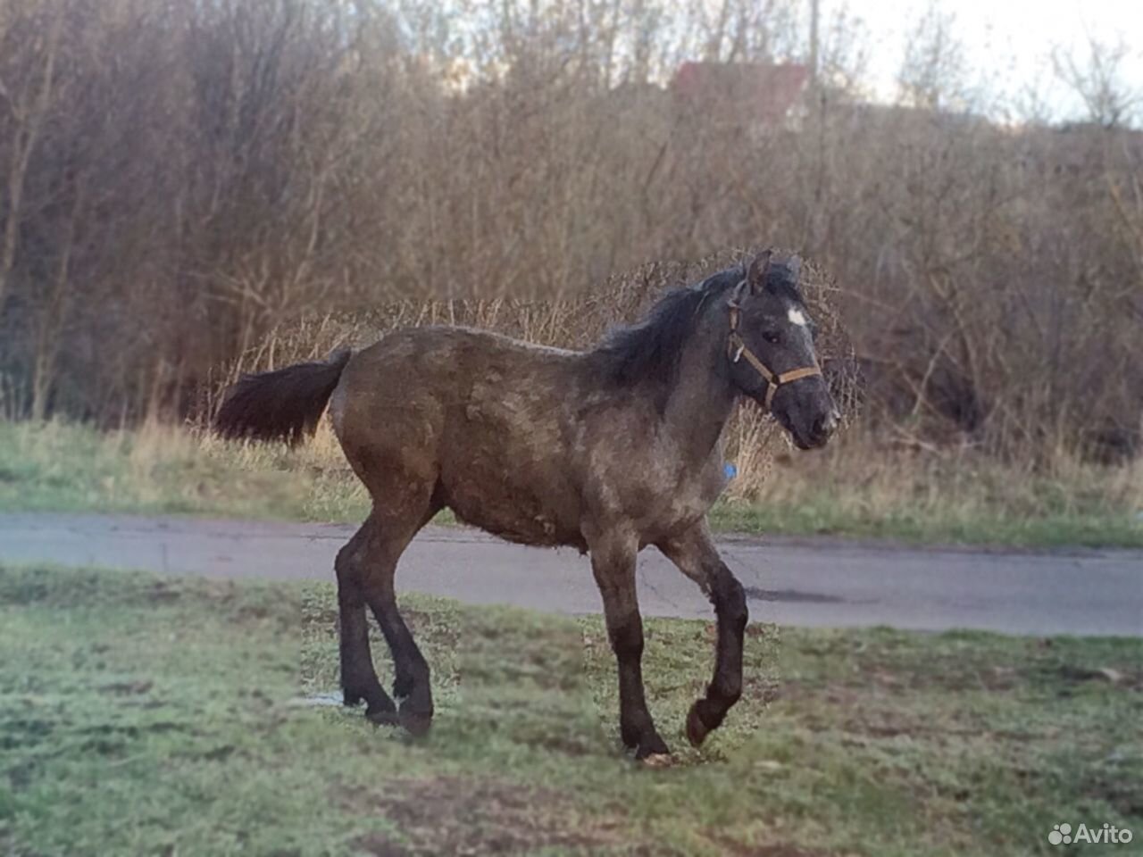 Коняшка купить на Зозу.ру - фотография № 1