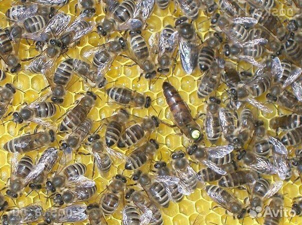 Продам пчелопакеты и пчелосемьи купить на Зозу.ру - фотография № 1