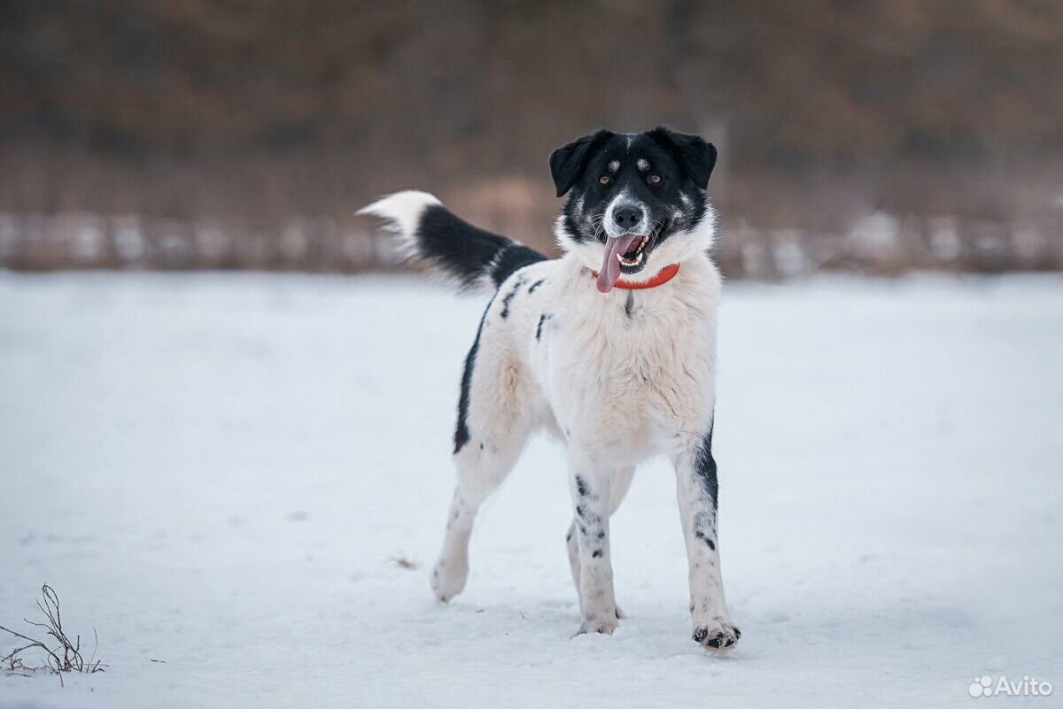 Самая добрая собака ищет дом купить на Зозу.ру - фотография № 1
